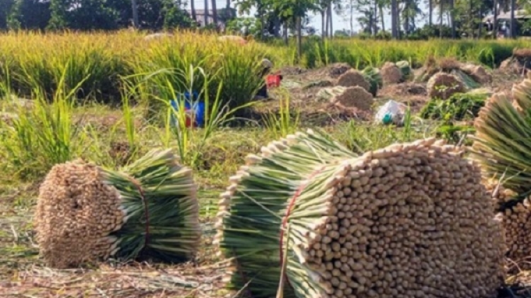 Trồng sả lấy tinh dầu ở Tây Nguyên