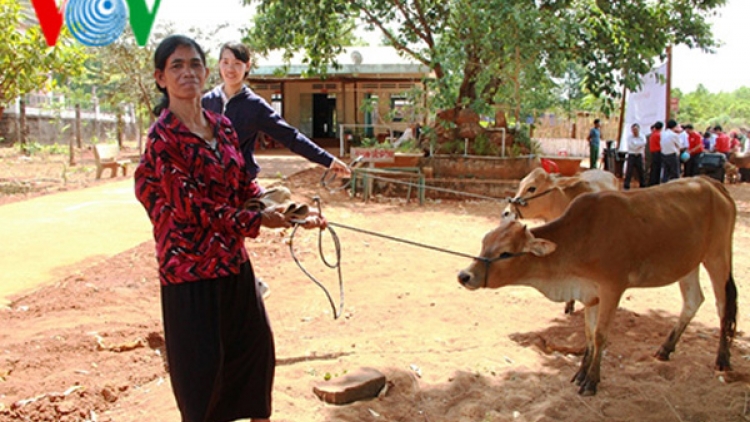 Quảng Nam trao bò cho hộ nghèo