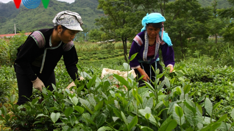 Thanh niên dân tộc thiểu số loay hoay tìm việc làm