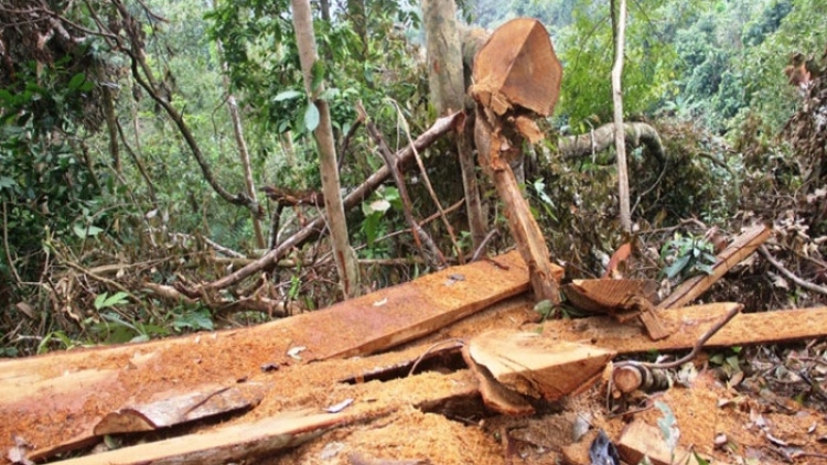 Điện Biên: Gia tăng số vụ vi phạm Luật bảo vệ và phát triển rừng