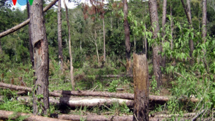 Bắt thêm 3 đối tượng trong vụ phá rừng có quy mô lớn
