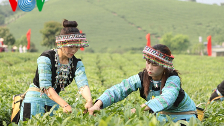 Sôi nổi hội thi hái chè trên cao nguyên Mộc Châu