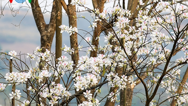 Điện Biên sẽ trồng hơn 36.000 cây hoa ban
