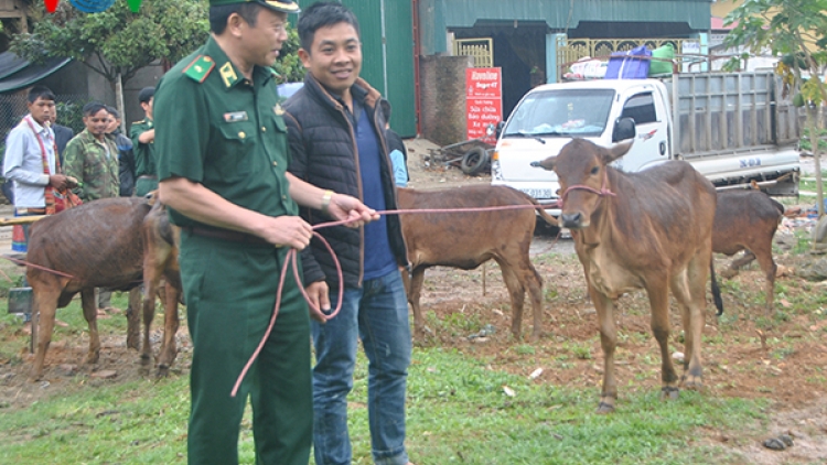 50 hộ nghèo khu vực biên giới Sơn La được nhận bò giống