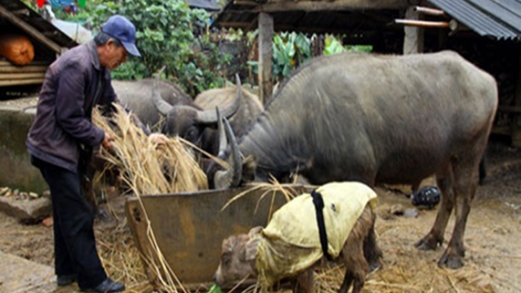 Lai Châu chủ động phòng chống rét cho gia súc