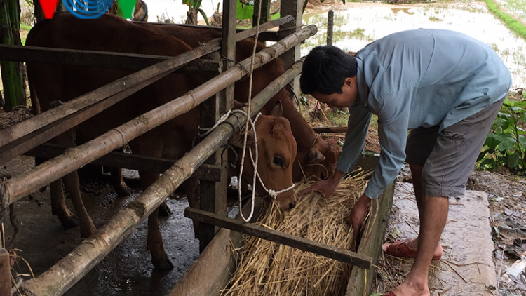 Người dân miền núi Quảng Nam chủ động phòng bệnh, chống rét cho trâu, bò