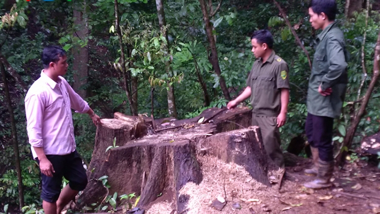Kon Tum: Trưởng Công an xã bị khởi tố vì phá rừng