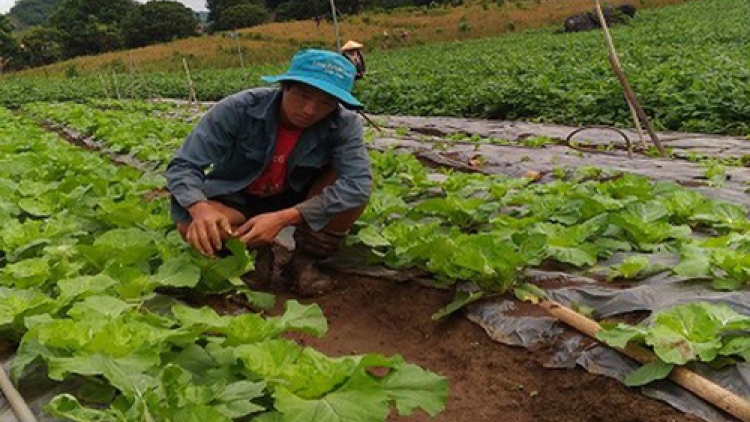 Chàng trai người Mông thu 200 triệu đồng từ trồng rau sạch