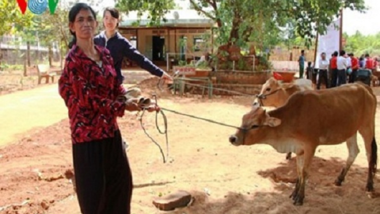 Điện lực miền Trung tặng bò giống cho gia đình khó khăn ở tỉnh Kon Tum