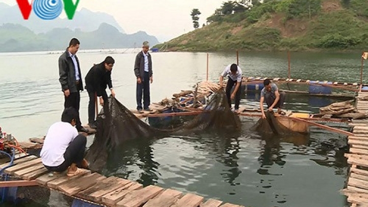 Quỳnh Nhai phát triển mạnh nghề nuôi cá lồng trên hồ thủy điện
