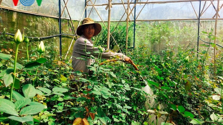 Người dân tộc thiểu số ở Lâm Đồng làm nông nghiệp công nghệ cao