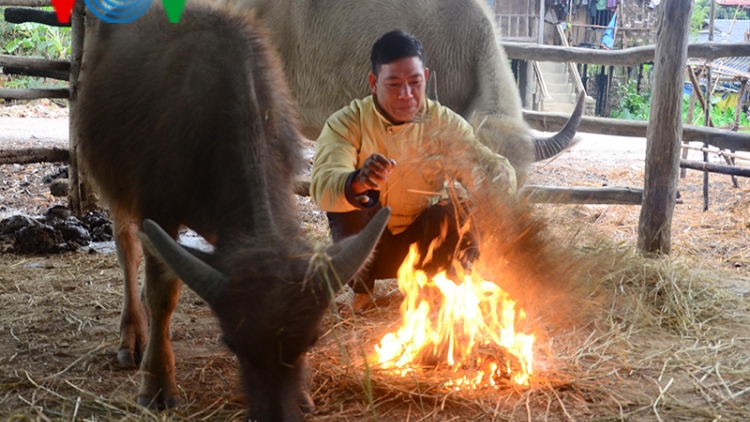 Điện Biên chủ động ứng phó rét đậm cho gia súc, vật nuôi