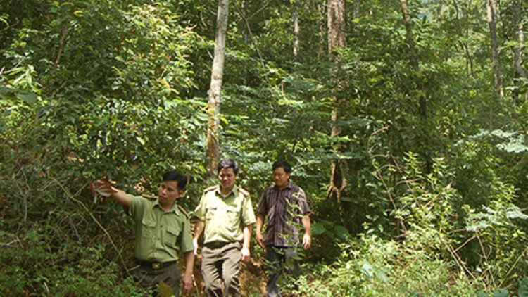 Điện Biên nỗ lực giữ rừng Mường Nhé