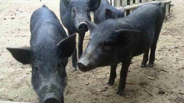 Lào Cai mở rộng quy mô chăn nuôi lợn đen và lợn cắp nách