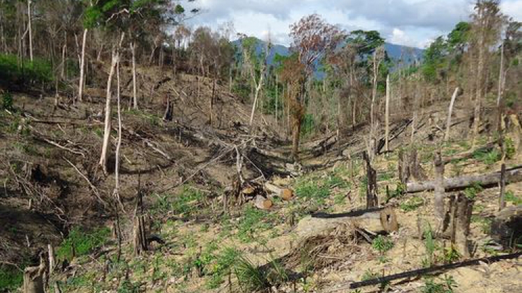 Nguyên nhân phá rừng ở Tây Nguyên