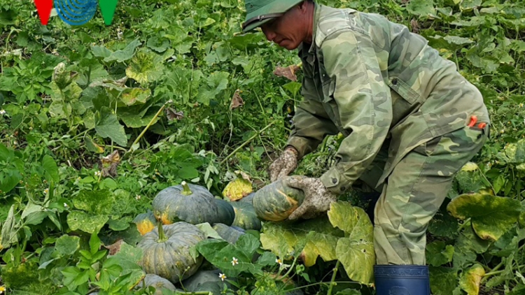 Gia Lai: Giá bí đỏ cao kỷ lục, nông dân vẫn kém vui vì mất mùa