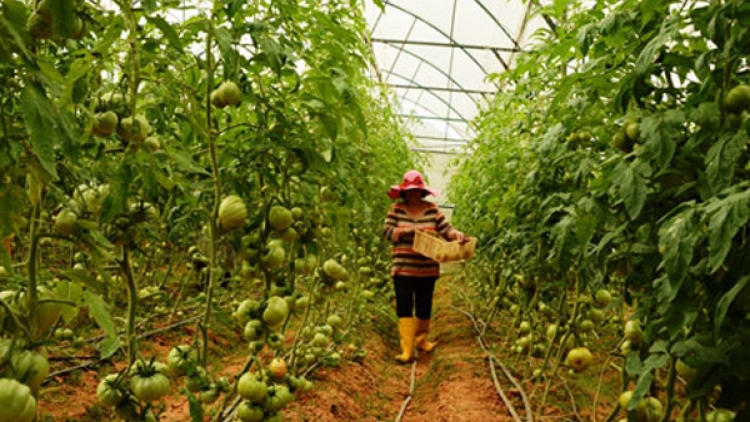 Người Cơ ho ở Ka Đô sản xuất nông nghiệp công nghệ cao