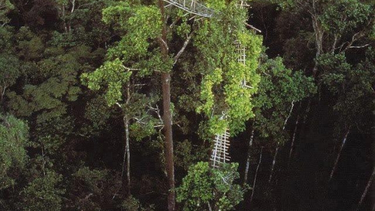 Sự biến mất của bộ lạc sống trên cây