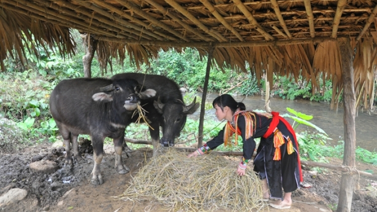 Vùng cao Yên Bái chủ động phòng chống rét cho gia súc