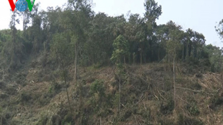 Bắt 56 đối tượng phá rừng tại huyện Mường Nhé