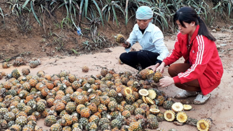 Nguyên nhân dứa chết hàng loạt ở Bản Lầu?