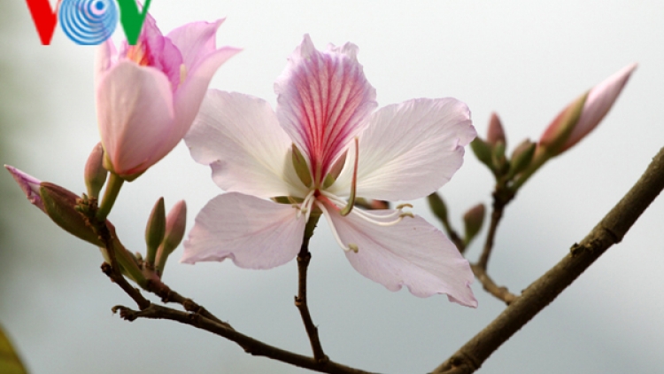 Hoa ban tinh khôi khoe sắc tại Lễ hội hoa Ban Điện Biên