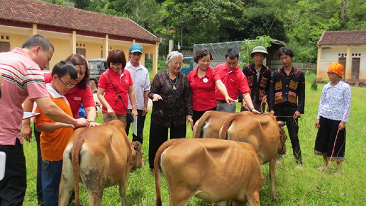 Dự án “Ngân hàng bò” giúp nhiều hộ nghèo ở Sơn La