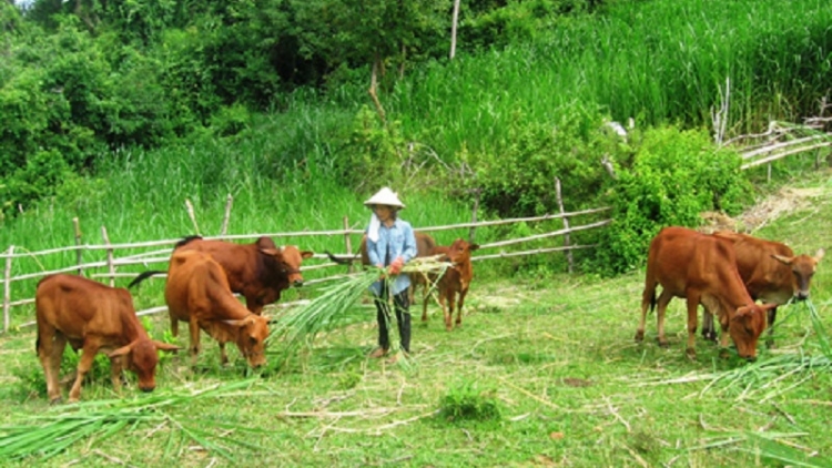 Qũy hỗ trợ nông dân