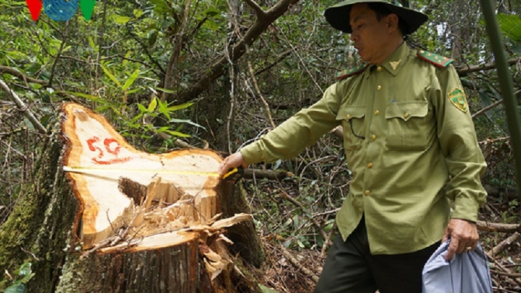 Khởi tố 20 người liên quan vụ phá rừng pơ mu ở biên giới Quảng Nam