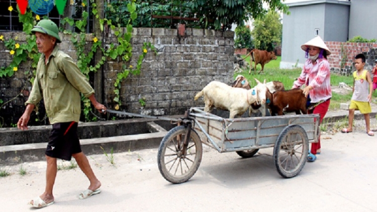 Quảng Ninh: trao 208 con bò, dê sinh sản hỗ trợ hộ nghèo