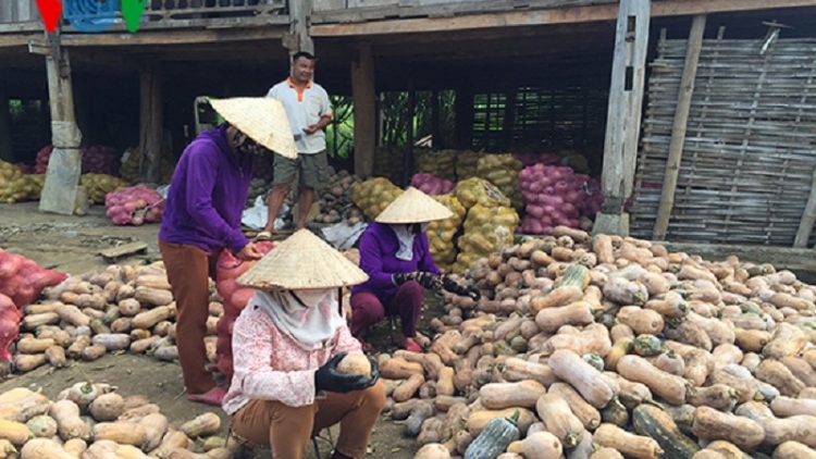 Nông dân Chiềng Sung lao đao vì bí đỏ rớt giá