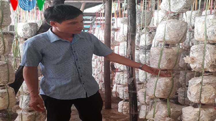 Thạc sỹ người Thái về bản làm giàu bằng nghề trồng nấm
