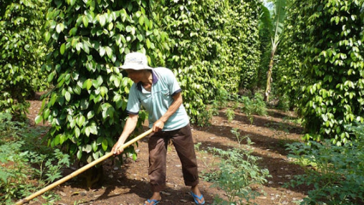 Người nông dân tự đẩy mình vào thế khó