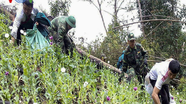 Điện Biên phát hiện hơn 1.000 m2 cây thuốc phiện