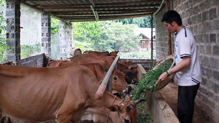 Sơn La phát huy hiệu quả nguồn vốn quỹ hỗ trợ nông dân