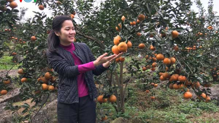 Cô gái trẻ đưa cam sành Hàm Yên đi khắp đất nước