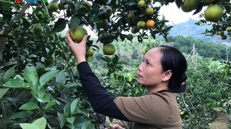 Phát triển cây có múi để xóa đói giảm nghèo ở Cao Phong