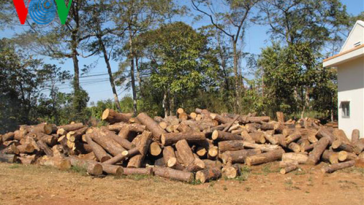 Một kiểm lâm địa bàn bị bắt vì nhận hối lộ, tiếp tay phá rừng thông cộng đồng