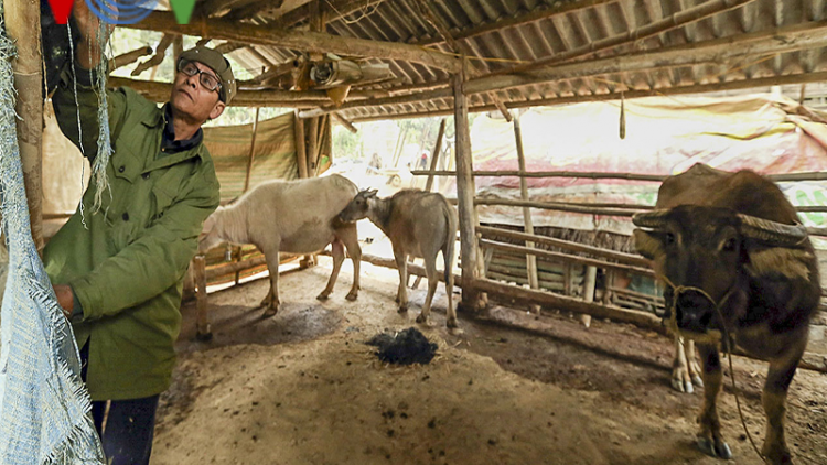 Điện Biên thiệt hại hơn 400 gia súc sau đợt rét