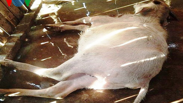 Yên Bái: Hàng chục con gia súc bị chết rét