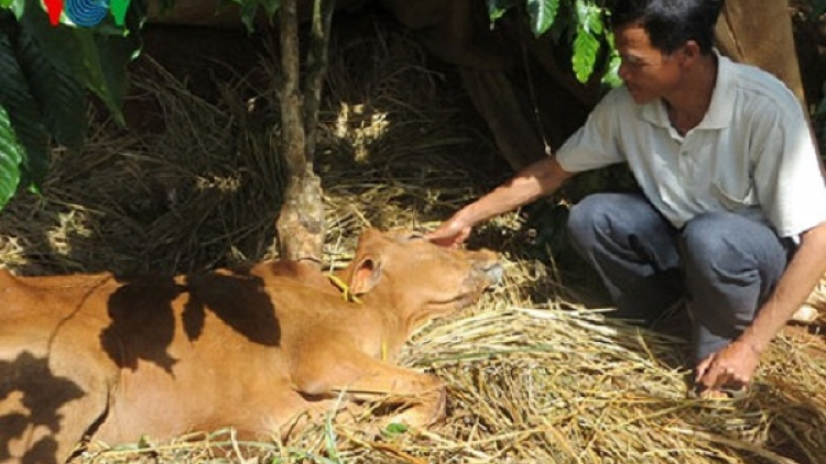 Bệnh lở mồm long móng trên đàn bò ở huyện Ia H’Drai lây lan rộng
