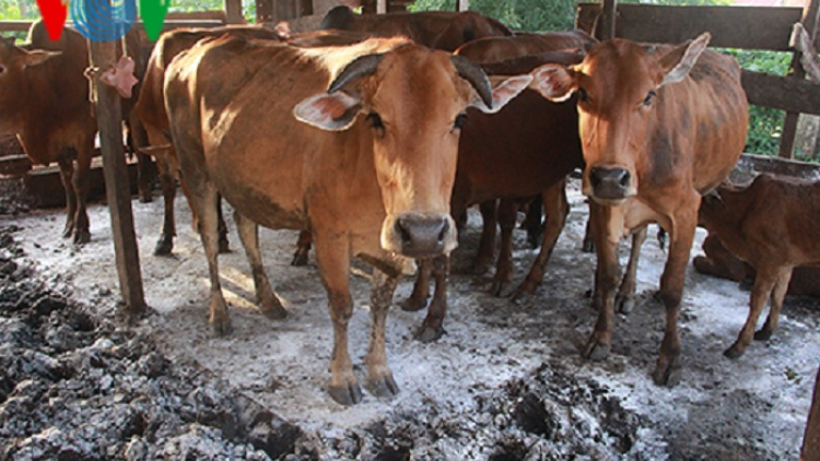 Liên tiếp xuất hiện ổ dịch lở mồm long móng trên gia súc ở Kon Tum