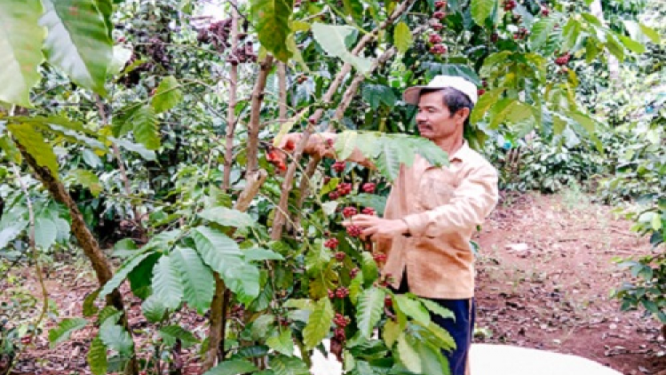 Hộ nghèo Kon Tum trồng được hơn 1.000ha cà phê chè