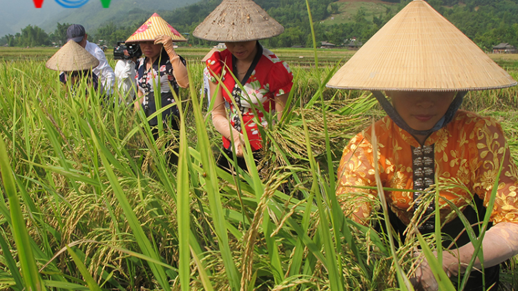 Yên Bái: Nâng giá trị gạo đặc sản vùng cao