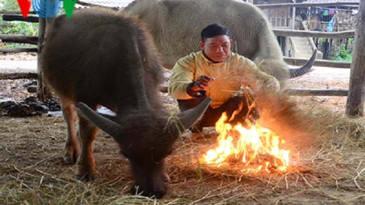 Người dân vùng cao Sơn La tích cực chống rét cho gia súc