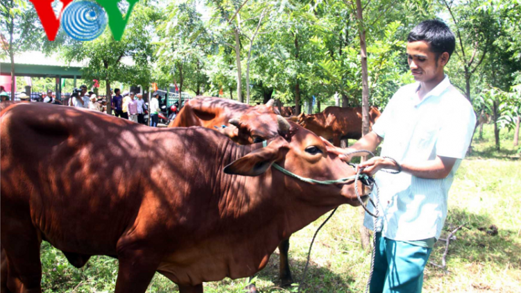 Ninh Thuận hỗ trợ 1.000 con bò cái sinh sản cho đồng bào dân tộc thiểu số