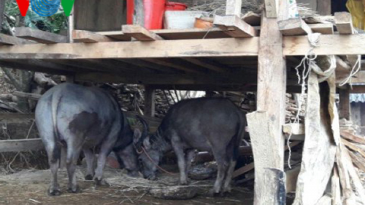 Yên Bái: Gia súc chết rét lên tới 325 con