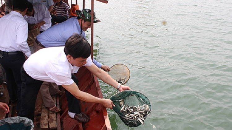 Thả hơn 150.000 con cá giống xuống lòng hồ thủy điện Sơn La