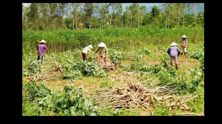 Kon Tum: nông dân trồng sắn thiệt hại nặng