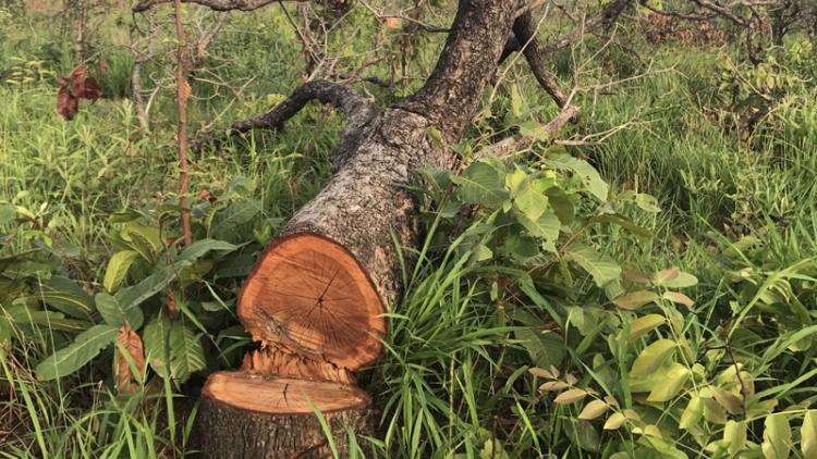 Đắk Lắk: Phát hiện vụ phá gần 20 ha rừng